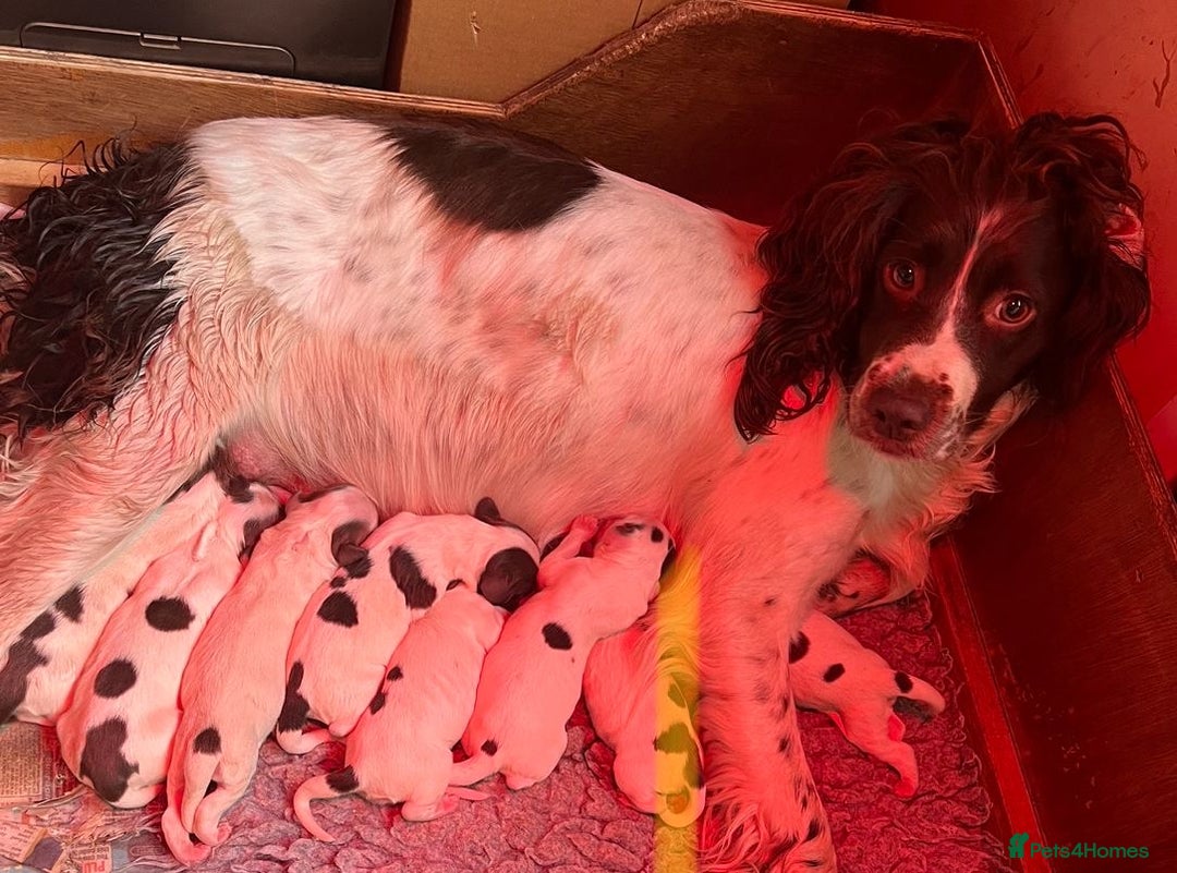 English Springer Spaniel dogs for sale: Oustanding DNA KC working Springer Spaniel pups - Image 3