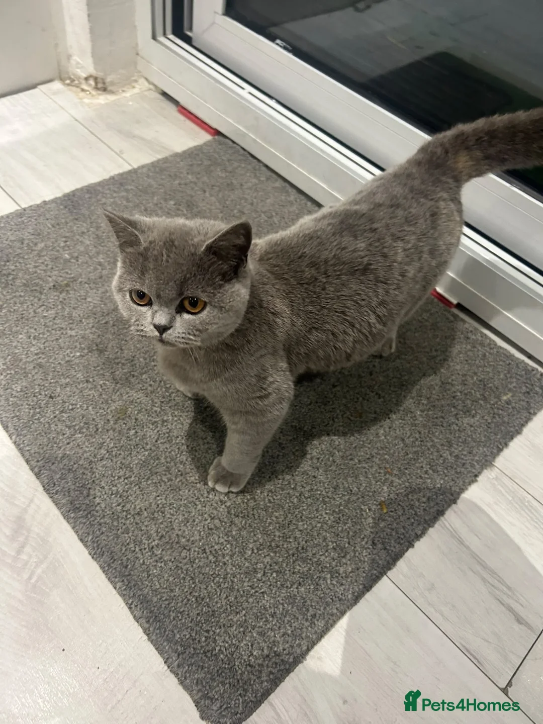 British Shorthair cats for sale: 6 months old British short hair kitten female  - Advert 1