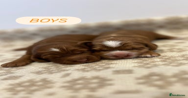 Cockapoo dogs - Advert 5
