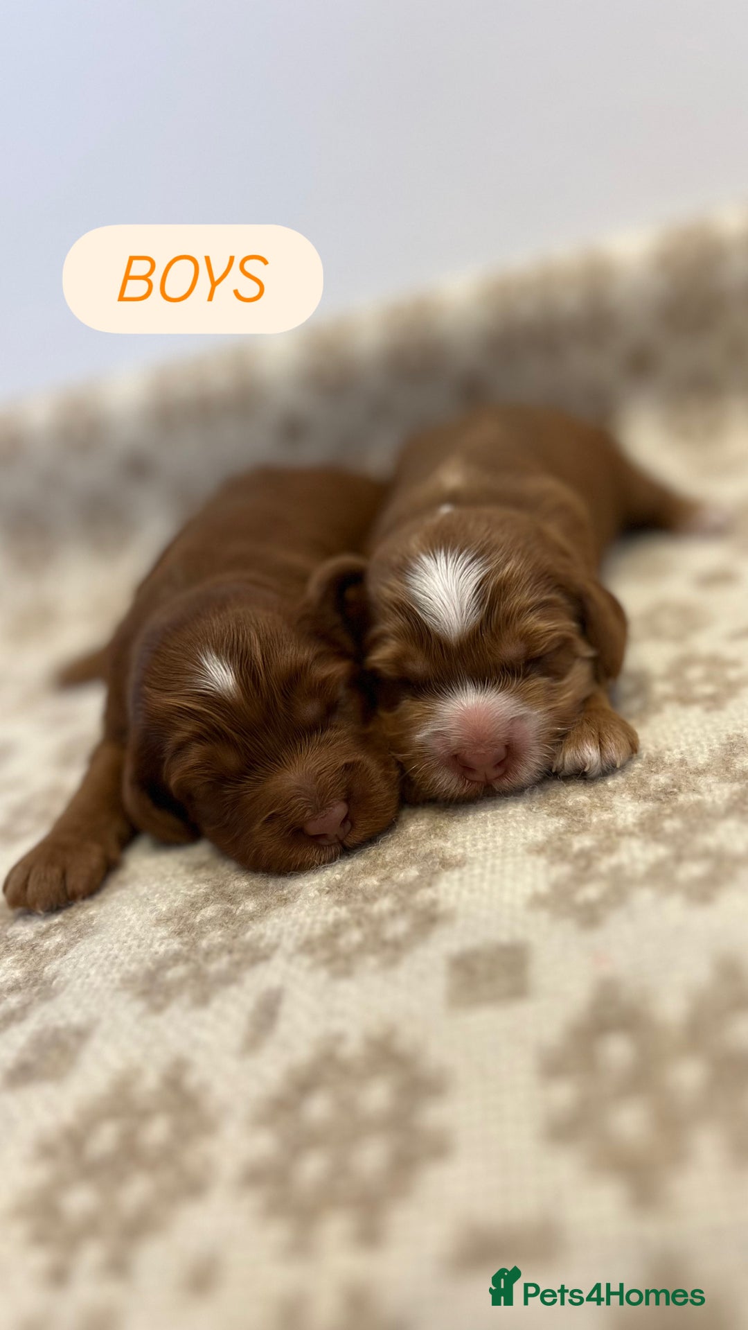 Cockapoo dogs for sale: F1 Show Type Cockapoo Puppies - Image 7