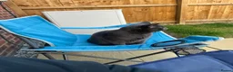 Russian Blue cats for sale: Pebbles in Leeds - Advert 7