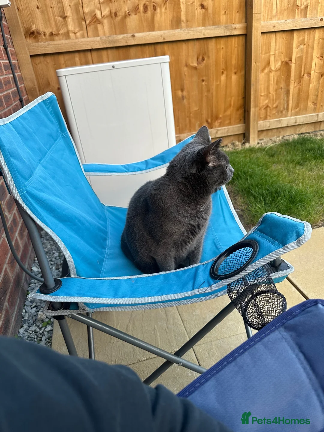 Russian Blue cats for sale: Pebbles in Leeds - Advert 7