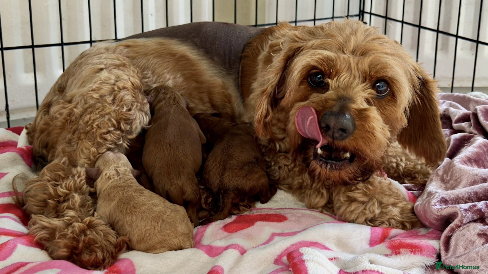Cavapoo dogs Adored Cavapoo Puppies Ready to Join Your Family - Advert 2