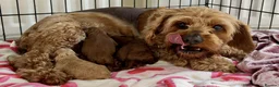 Cavapoo dogs for sale: Adored Cavapoo Puppies Ready to Join Your Family - Advert 1