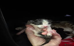 Mixed Breed cats for sale: Black and white kittens  - Image 19