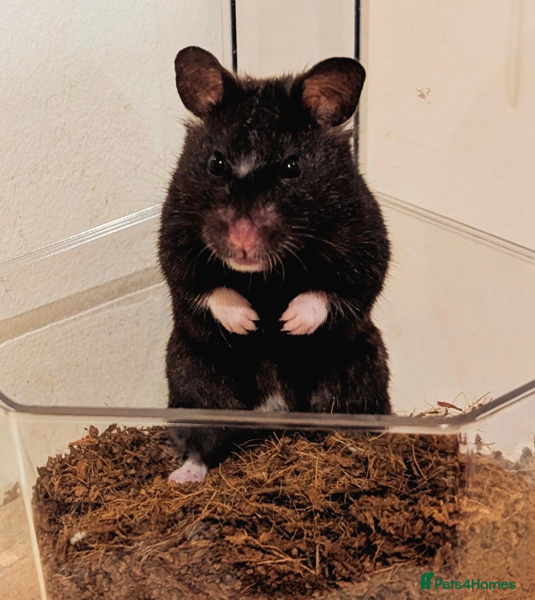 Hamster rodents for sale: Adorable Female Syrian Hamster for Adoption  - Image 2