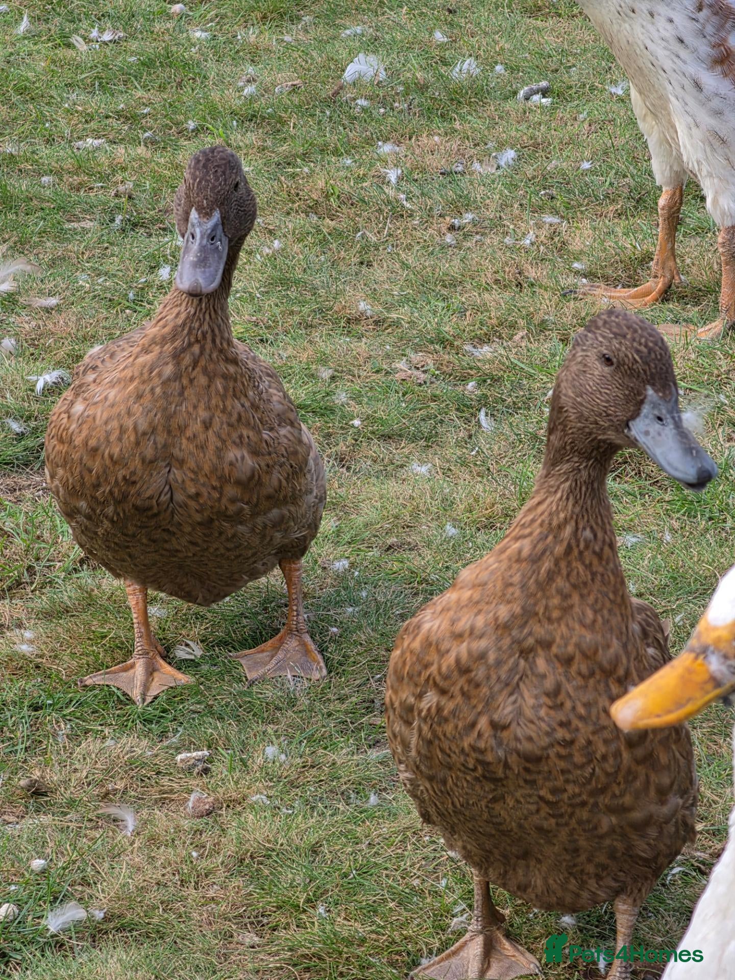 Ducks poultry for sale: Ducks - Advert 15