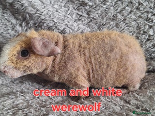 Guinea Pig rodents - Advert 1