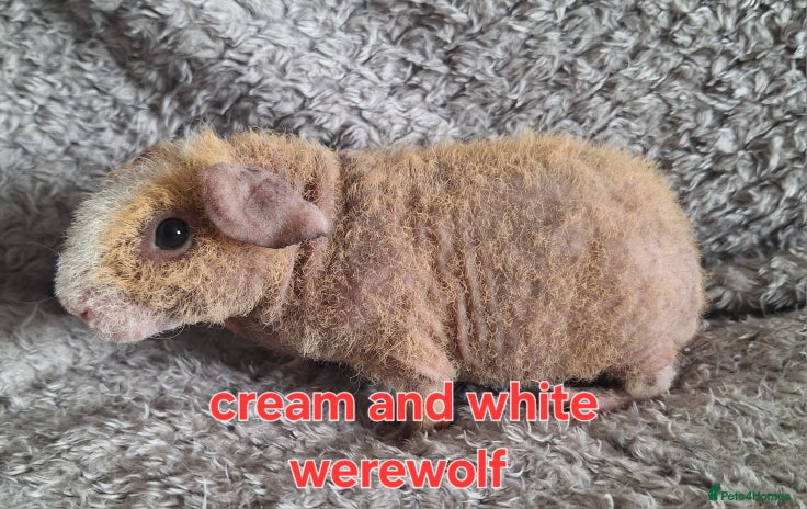 Guinea Pig rodents - Advert 1