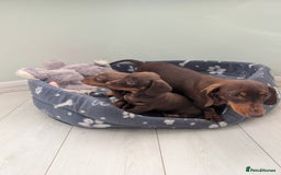 Miniature Dachshund dogs for sale: Mini Davies for sale - Image 8