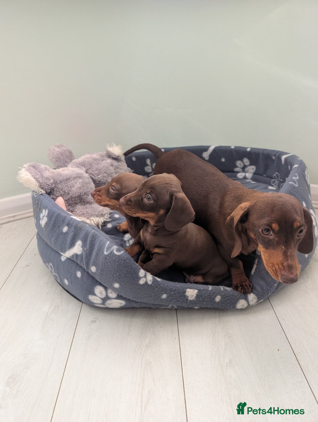 Miniature Dachshund dogs for sale: Mini Davies for sale - Image 8