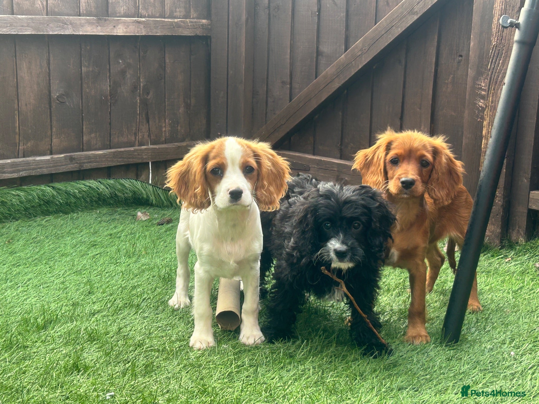Cavapoo dogs Beautiful cavapoos  - Advert 3