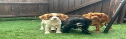 Cavapoo dogs for sale: Beautiful cavapoos  - Advert 7
