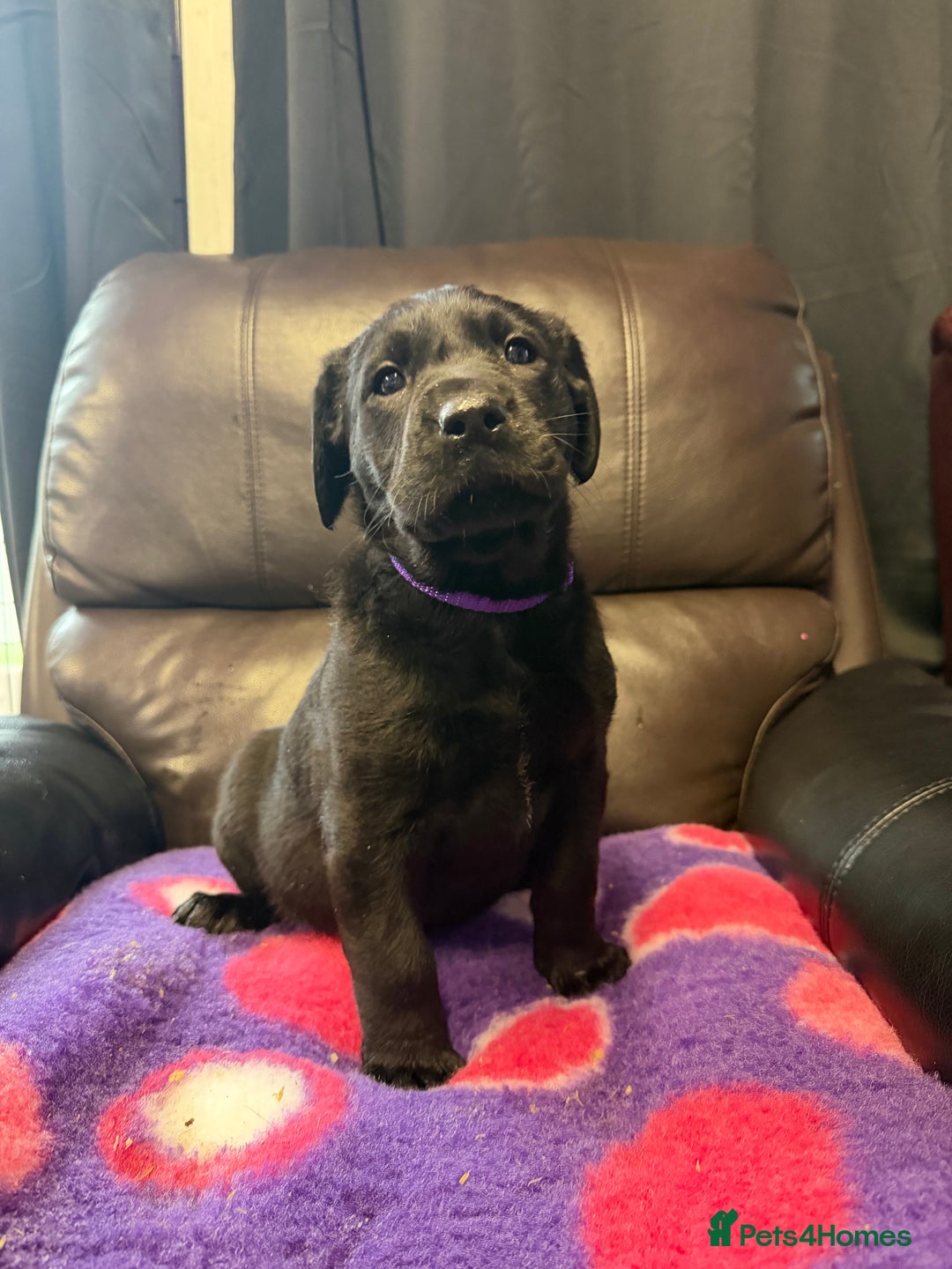 Labrador Retriever dogs for sale: Labradors 6 chunky black boys and 1 little girl - Advert 9