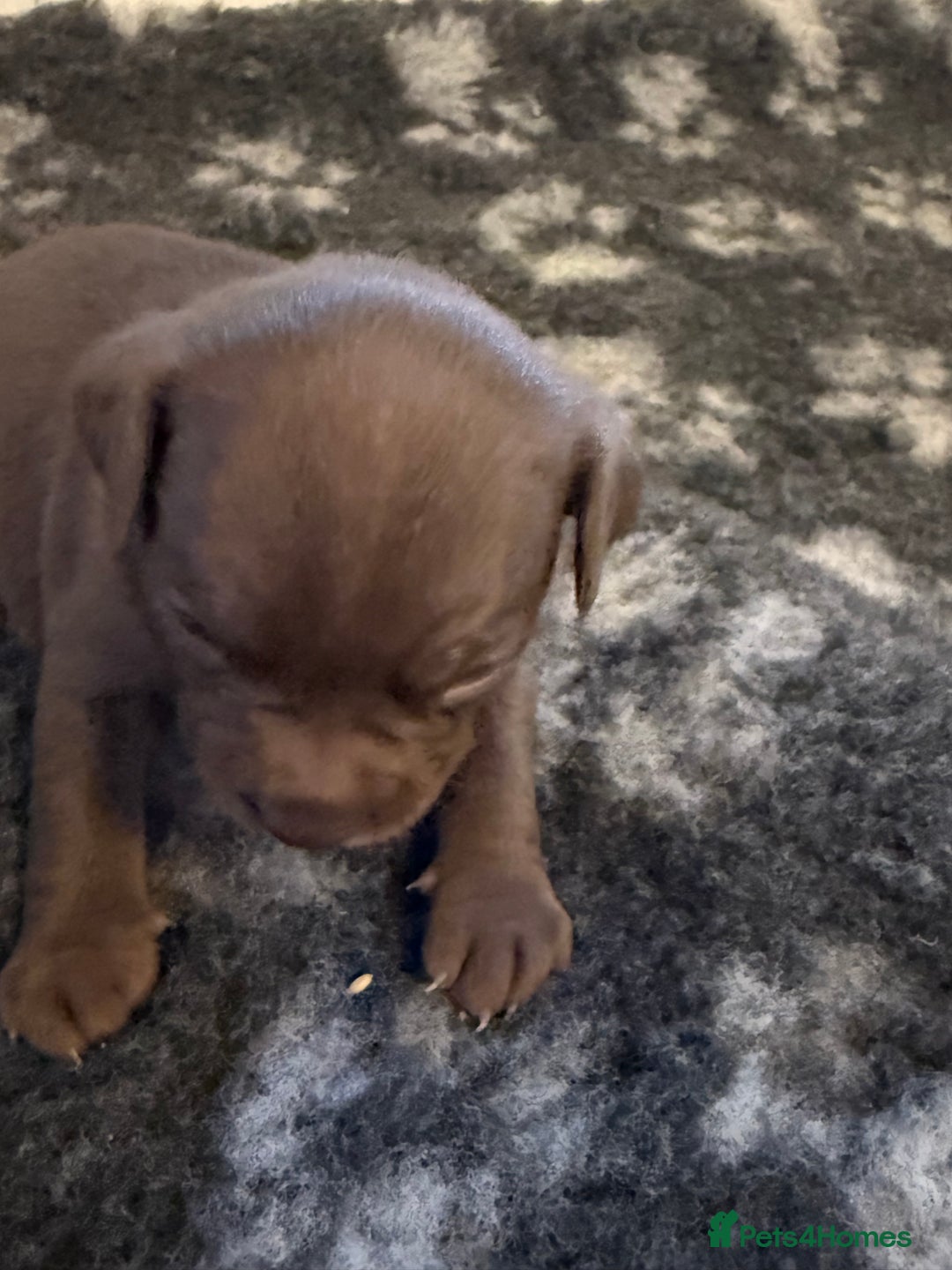 Mixed Breed dogs for sale: Frocks  - Image 25