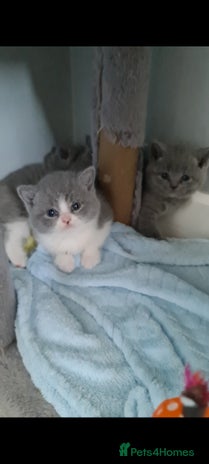 British Shorthair cats LAST KITTEN *READY NOW* - Advert 4