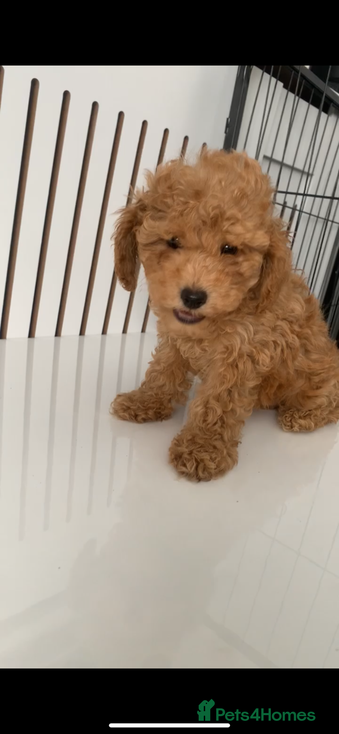 Poochon dogs for sale: Ready now, 1 boy and 1 girl Toy Poochon - Image 7