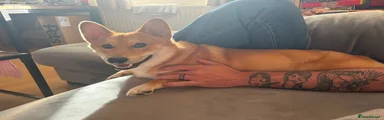 Mixed Breed 1