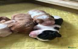 Cavalier King Charles Spaniel dogs for sale: Pugalier Pups ready for their new home!  - Image 31