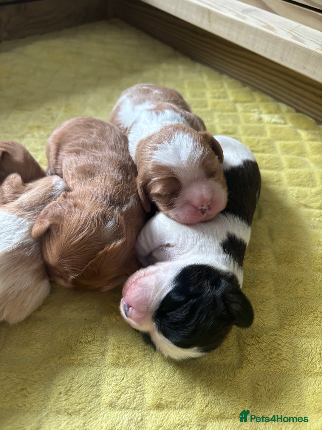 Cavalier King Charles Spaniel dogs for sale: Pugalier Pups ready for their new home!  - Image 31