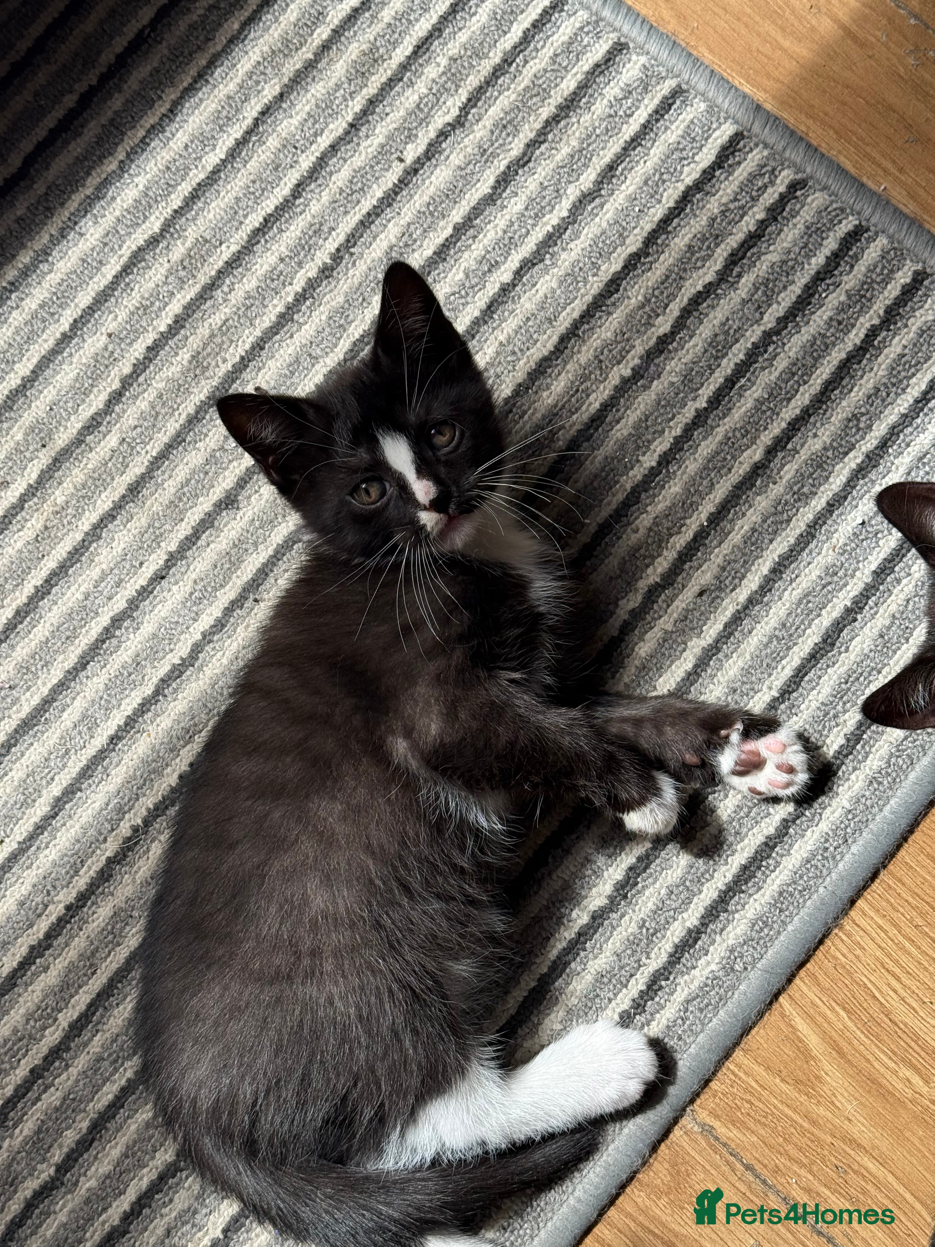 Mixed Breed cats for sale: Two adorable kitten, looking for a nice owners  in Liverpool - Advert 2