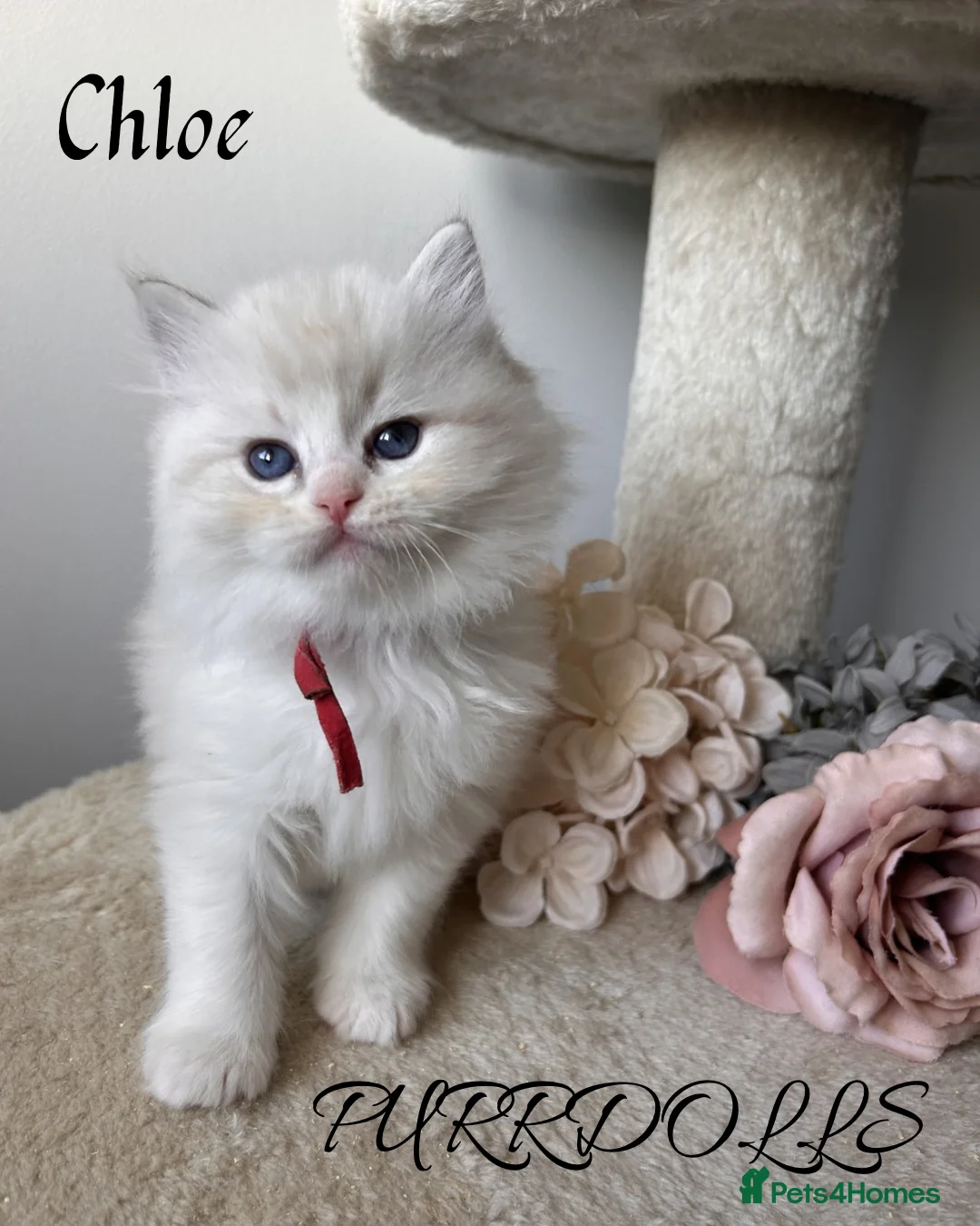 Ragdoll cats for sale: Stunning ragdoll kittens - Advert 2