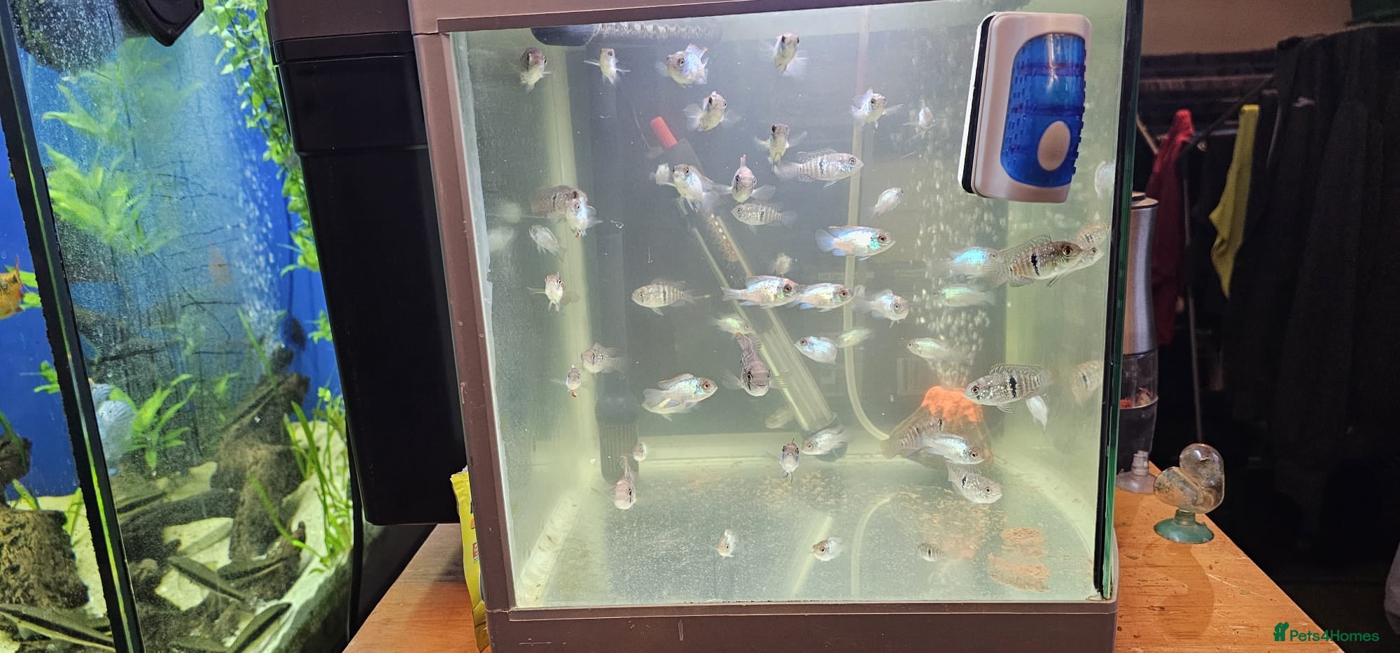 Cichlids fish Blue electric and Blue Acara 4 months - Advert 3