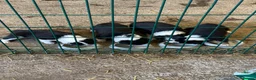 Border Collie dogs for sale:  Stunning Border Collie Puppies in Alexandria - Advert 3