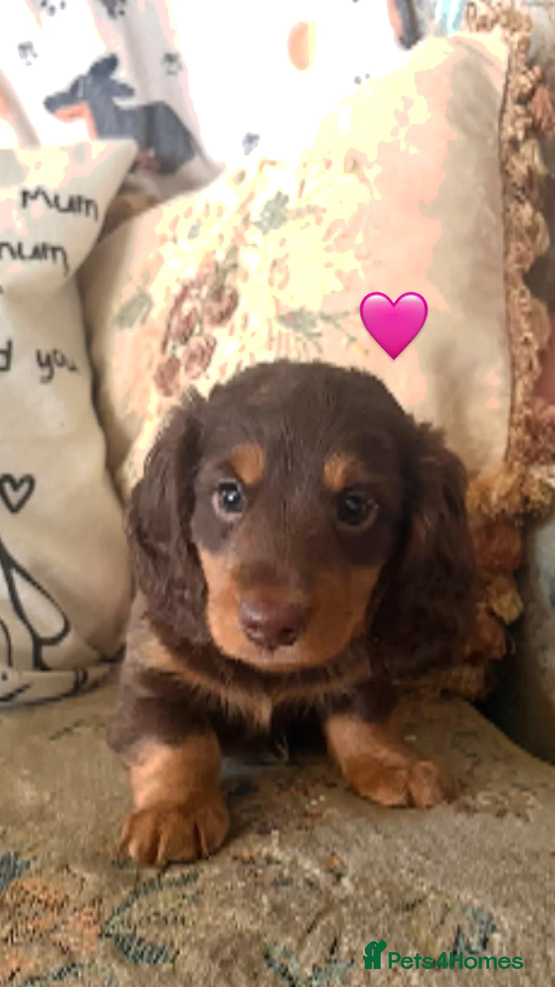 Miniature Dachshund dogs for sale: Longhaired stunning miniature Daschunds - Advert 10