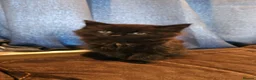 Mixed Breed cats for sale: Male kitten in Clacton-on-Sea - Advert 1