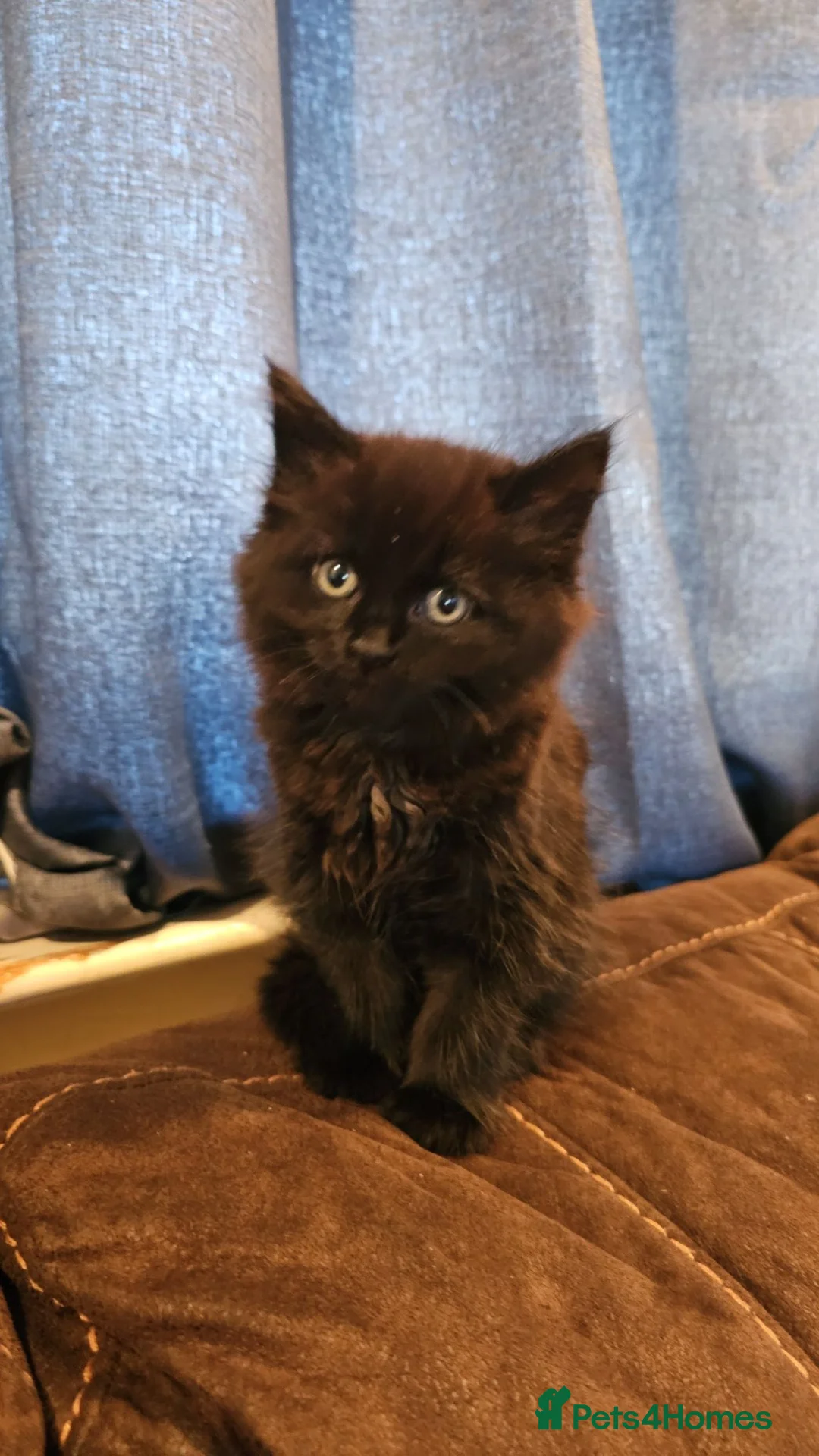 Mixed Breed cats for sale: Male kitten in Clacton-on-Sea - Advert 1