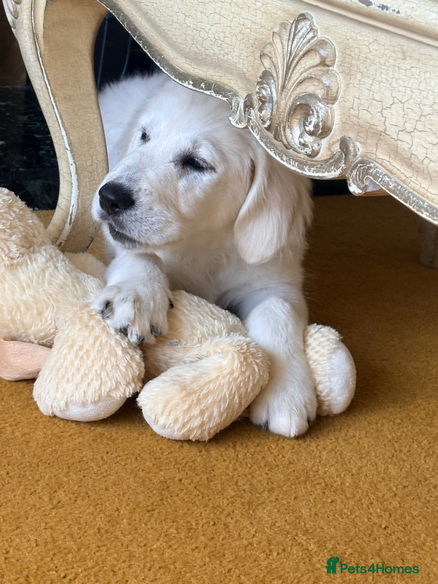 Golden Retriever dogs Cream Golden retriever  - Advert 6