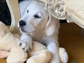 Golden Retriever dogs Cream Golden retriever - Advert 6