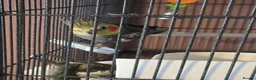 Cockatiels birds for sale: Male cockatiel  in Ripley - Advert 3