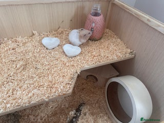 Hamster rodents Hamster looking for a loving new home - Advert 1