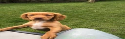 Cocker Spaniel dogs for sale: KC REG Beautiful Golden Cocker Spaniel Puppy  - Advert 7