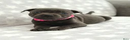 Staffordshire Bull Terrier dogs for sale: Kc blue staffordshire bullterrier puppies - Advert 16
