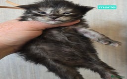 Maine Coon cats for stud: STUD ONLY  Maine Coon 9kg Russian Lines Proven - Image 11