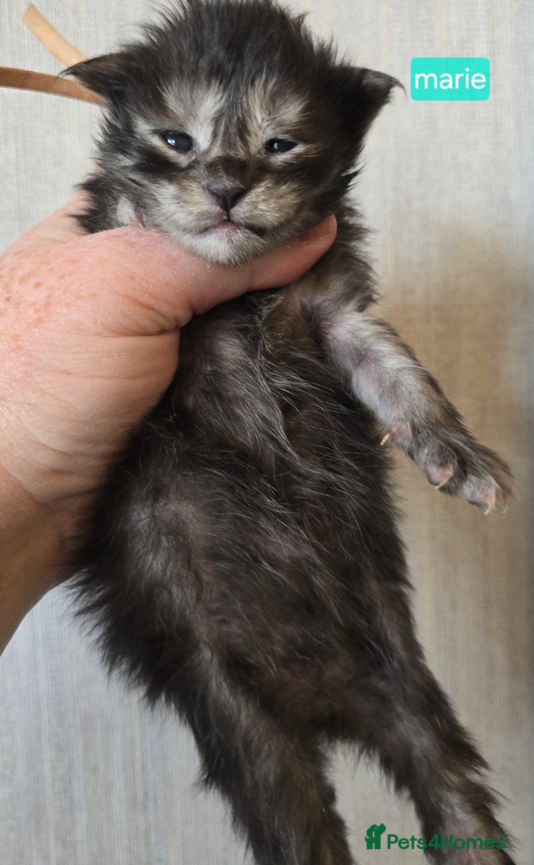 Maine Coon cats for stud: STUD ONLY  Maine Coon 9kg Russian Lines Proven - Image 11