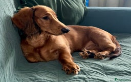 Dachshund dogs for sale: 1 boy left fully ready LH Dachshund Puppy  in Tamworth - Image 2