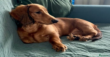Dachshund dogs in Tamworth - Advert 6