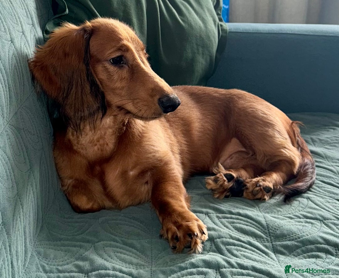 Dachshund dogs for sale: 1 boy left fully ready LH Dachshund Puppy  in Tamworth - Image 2