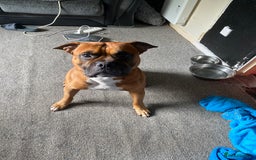 American Bull Staffy dogs for stud: Diego staffy cross bully stud  - Image 2