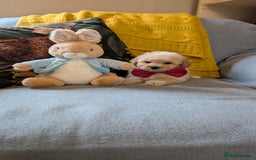 Poochon dogs for sale: Stunning F1 Toy Poochon Puppies BOYS - Image 14