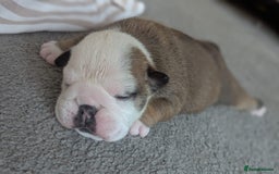 English Bulldog dogs for sale: Champion sired female puppy available  - Image 8