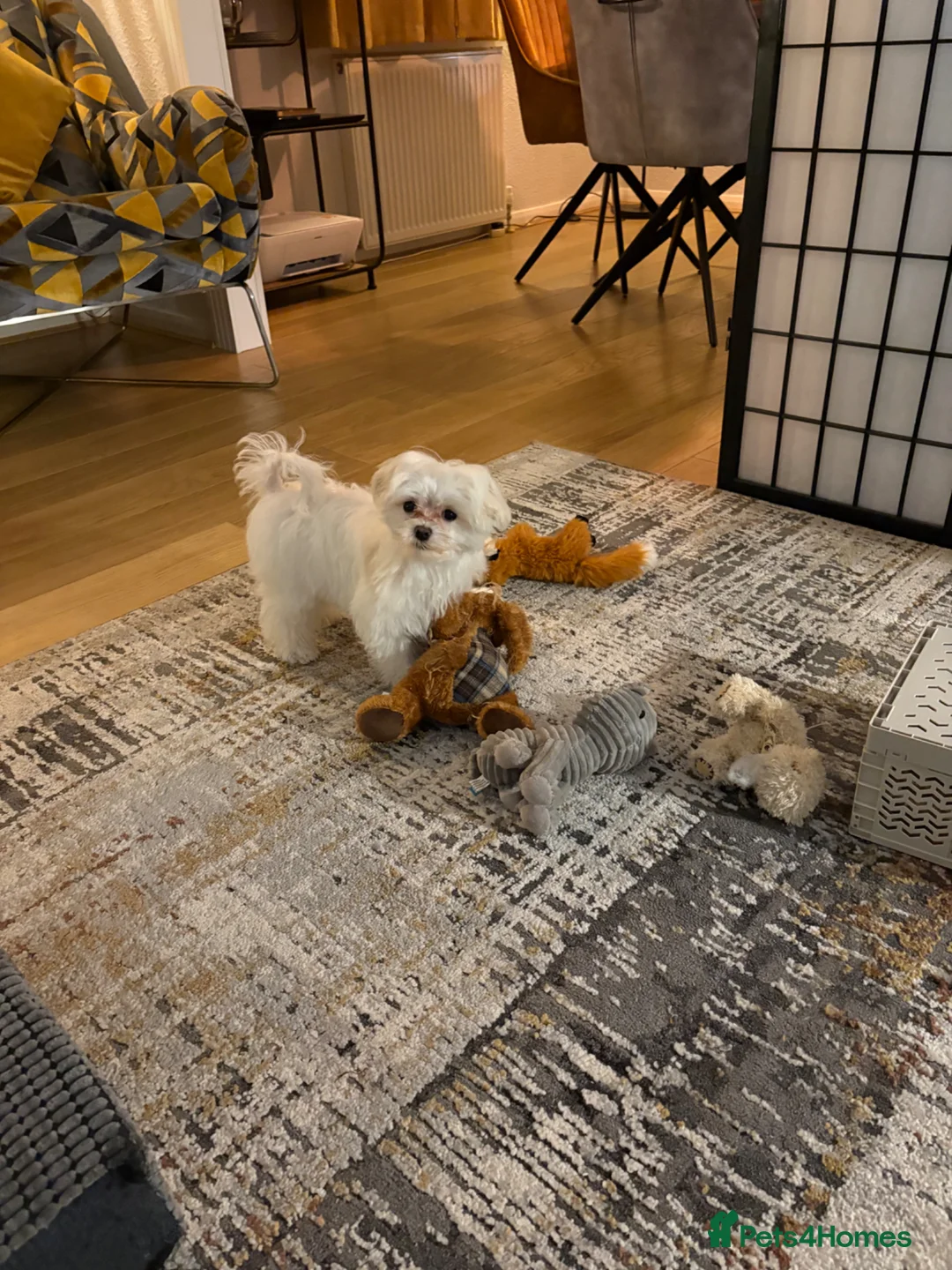 Maltese dogs for sale: Maltese puppy  - Advert 5