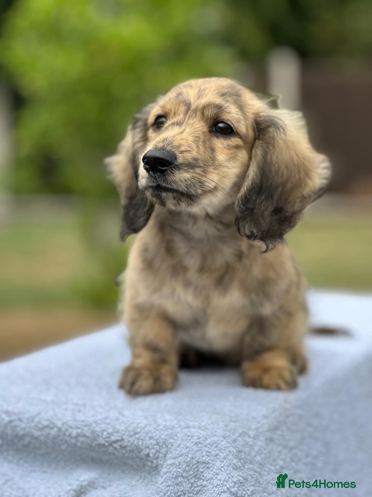 Miniature Dachshund dogs KC mini longhaired brindle dachshunds  - Advert 10