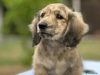 Miniature Dachshund dogs KC mini longhaired brindle dachshunds - Advert 10