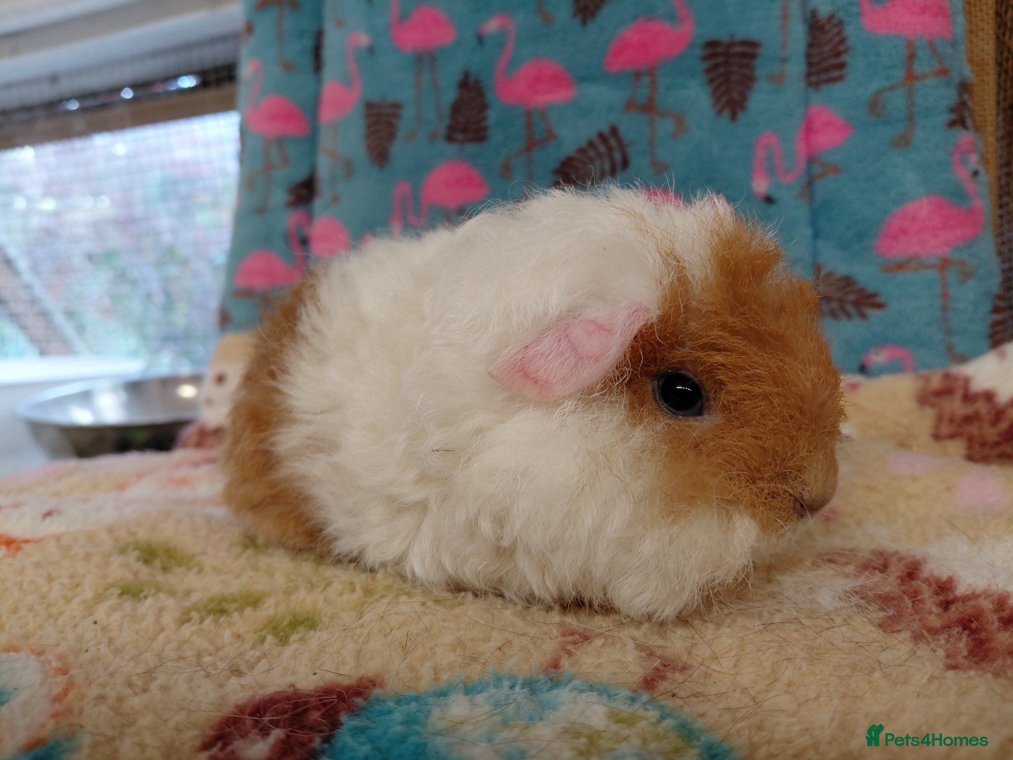 Guinea Pig rodents Baby Longhaired Boars Texel/Merino/Teddies RTR  - Advert 20