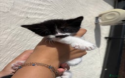 Mixed Breed cats for sale: 4 Kittens  - Image 17
